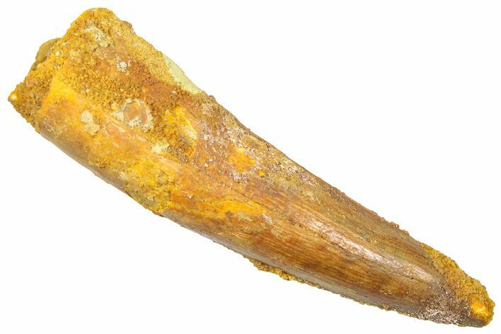 Fossil Spinosaurus Tooth - Real Dinosaur Tooth #361276